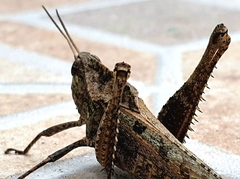 Xyleus discoideus angulatus