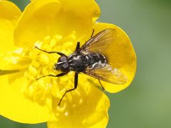 Rhinomorinia sarcophagina