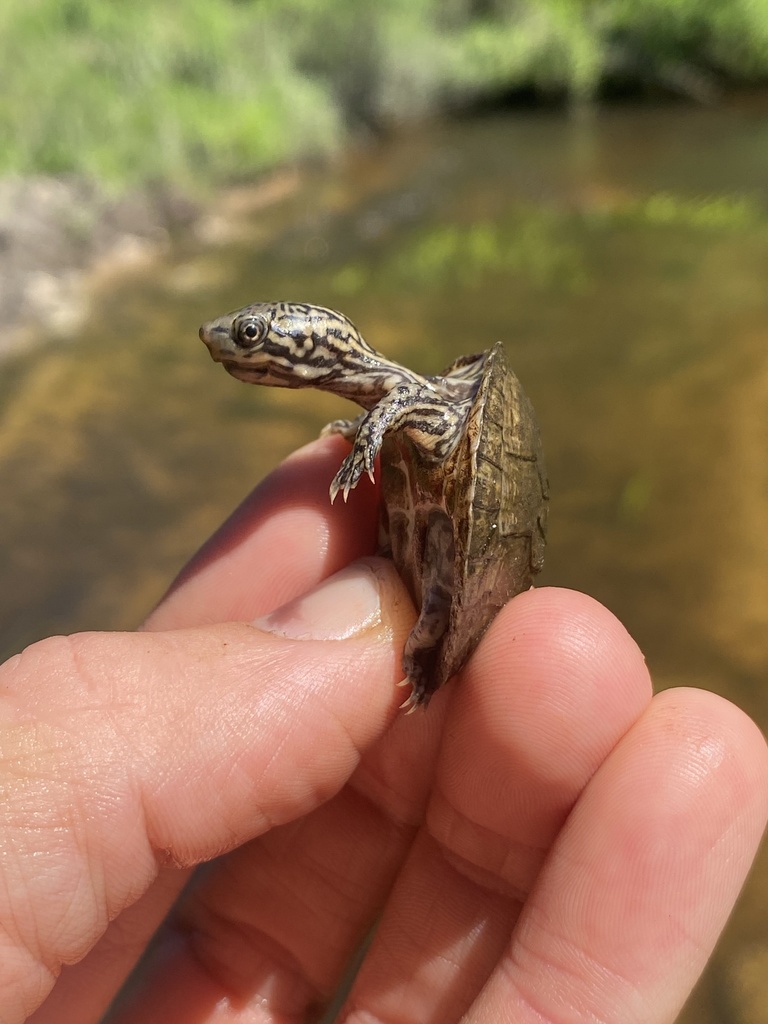 Stripe-necked Musk Turtle in June 2021 by Grover J. Brown · iNaturalist