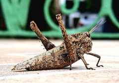 Xyleus discoideus angulatus