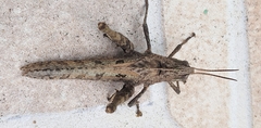 Xyleus discoideus angulatus