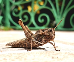 Xyleus discoideus angulatus