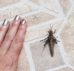 Xyleus discoideus angulatus