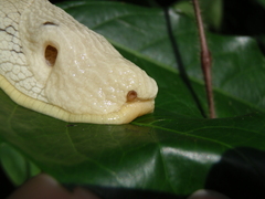 Urocyclidae