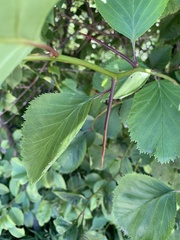 Crataegus succulenta