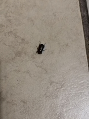 Coleoptera