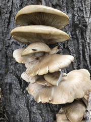 Pseudotephritina