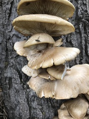 Pseudotephritina