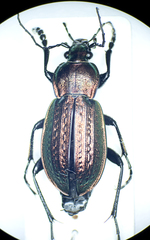 Carabus arvensis