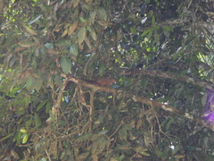 Heliosciurus undulatus