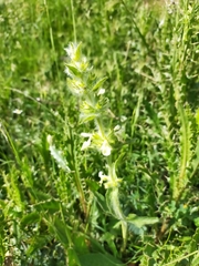 Stachydeae