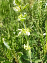 Stachydeae