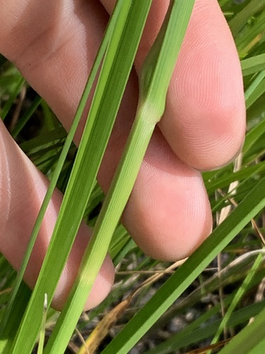 Rhynchospora inundata image