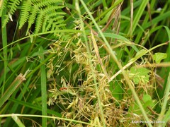 Vicia pubescens