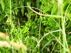 Vicia pubescens