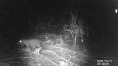 Cuniculus taczanowskii