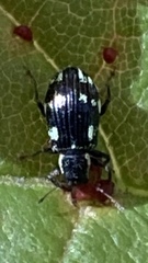 Polydrusus picus