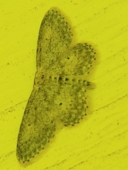 Idaea dimidiata