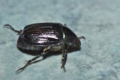 Paranomala cincta