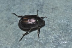 Paranomala cincta