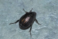 Paranomala cincta