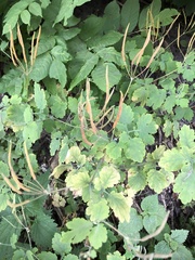 Chelidonium majus