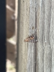 Euphranta canadensis