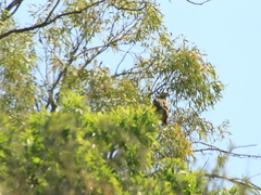Buteo jamaicensis