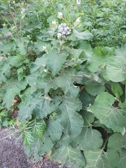 Arctium tomentosum