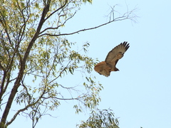 Buteo jamaicensis