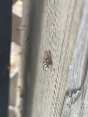 Euphranta canadensis