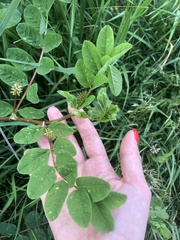 Astragalus glycyphyllos