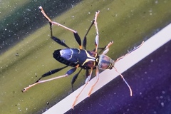 Neoclytus mucronatus