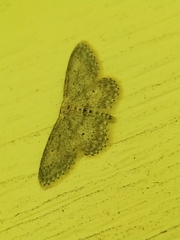 Idaea dimidiata