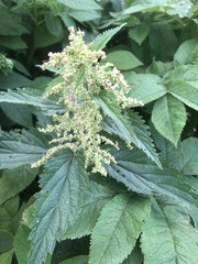Urtica dioica