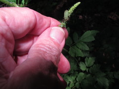 Celastrina neglectamajor