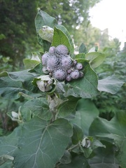 Arctium tomentosum