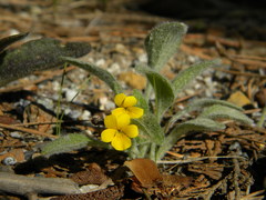 Viola tomentosa