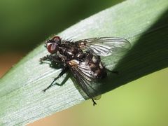 Rhinomorinia sarcophagina