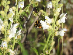 Bombus ruderatus
