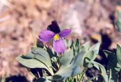 Viola trinervata