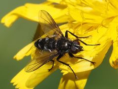 Rhinomorinia sarcophagina