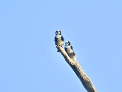 Microhierax latifrons