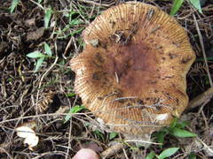 Russula vinaceocuticulata
