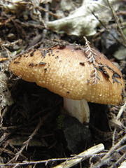 Russula vinaceocuticulata