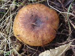 Russula vinaceocuticulata