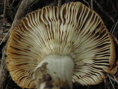 Russula vinaceocuticulata