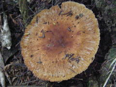 Russula vinaceocuticulata