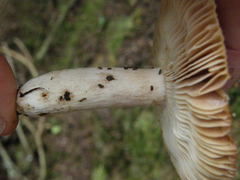 Russula vinaceocuticulata