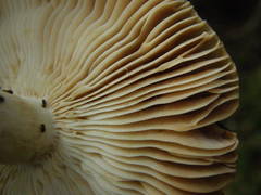 Russula vinaceocuticulata